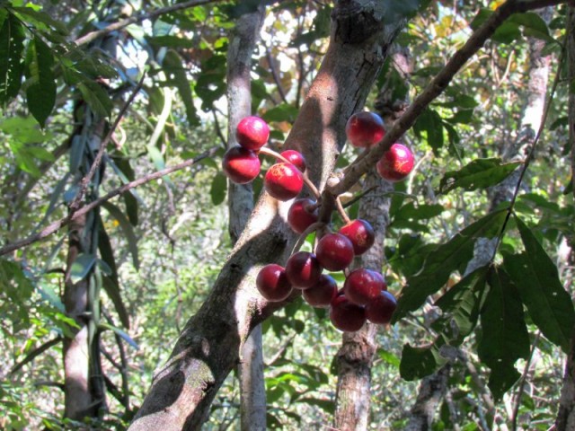 Frutas são petisco para as aves na floresta