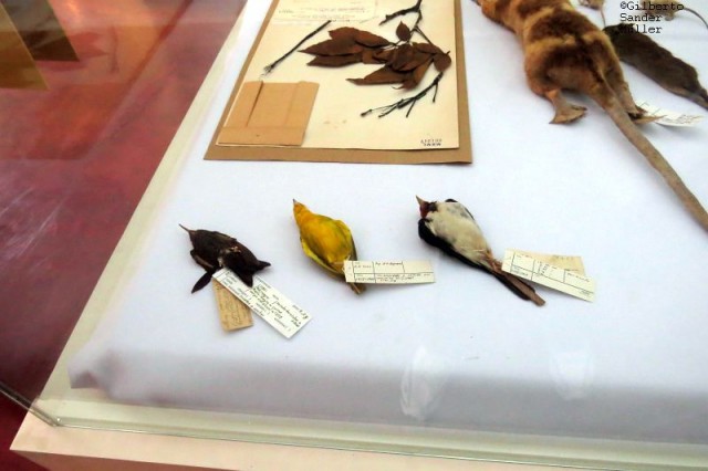 Aves e outros animais taxidermizadas, do acervo do museu