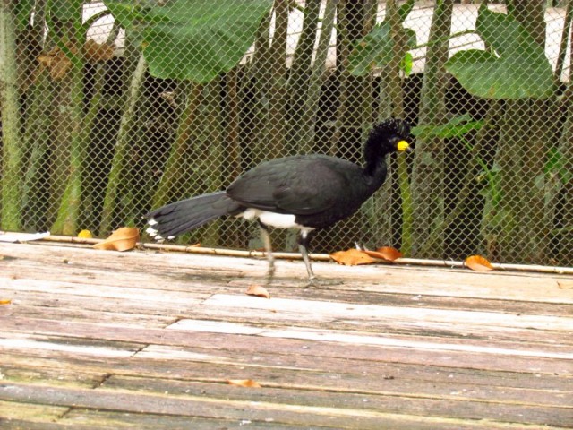 Mutum, espécie de ave da amazônia,