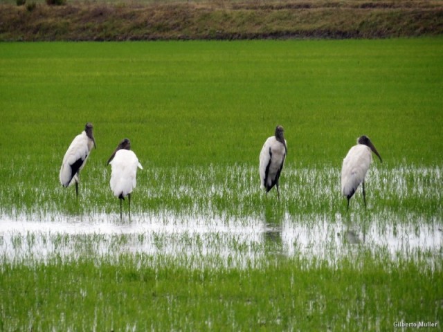 Cabeças-secas em lavoura de arroz