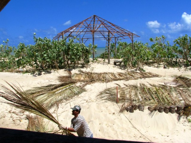 Preparação da cobertura do quiosque da praia, com folhas de coqueiro