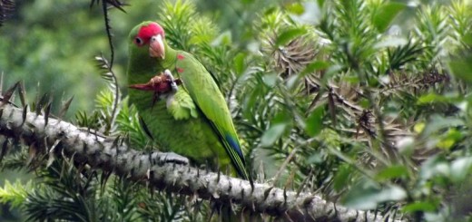 Papagaio-charão, com seu petisco predileto, o pinhão