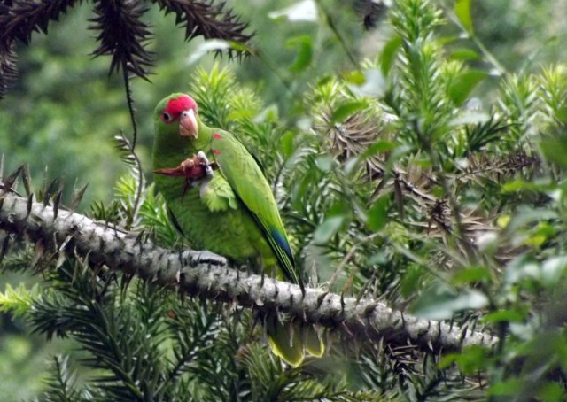 Papagaio-charão, com seu petisco predileto, o pinhão