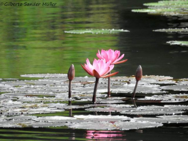 flores no lago do jardim botânico do rj