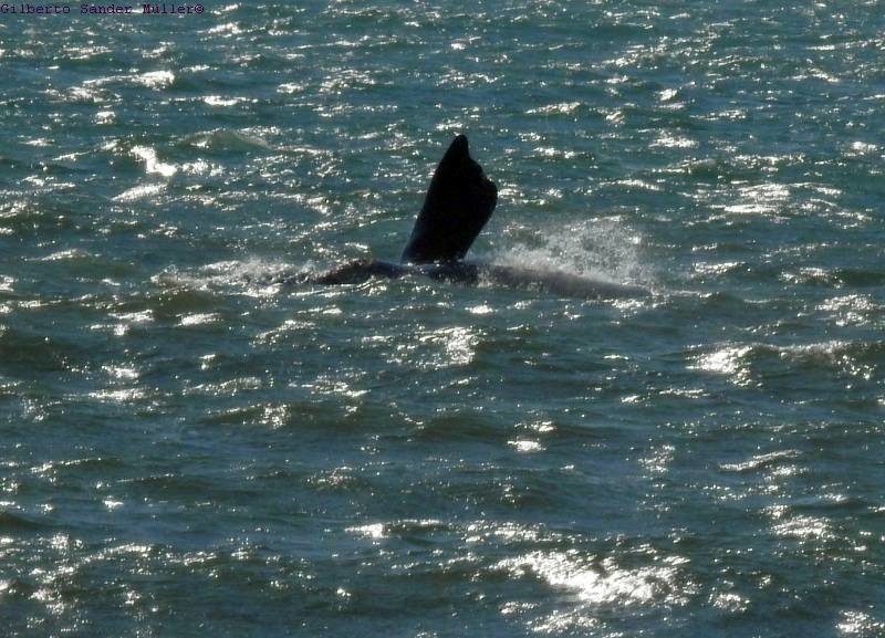 Barbatana de baleia franca